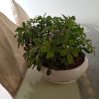 گل بنسای|گل و گیاه طبیعی|تهران, باغ فیض|دیوار