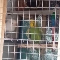 کاشانی مرغ عشق|پرنده|ایرانشهر, |دیوار