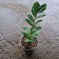 گل اپارتمانی و گلدار|گل و گیاه طبیعی|لوندویل, |دیوار