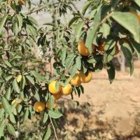 باغ-لاکچری-جهاداباد-شاهین-شهر-بهترین-لوکیشن
