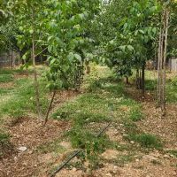 فروش-باغ-خونه-زنیان