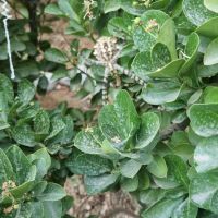 5-5هکتار-زمین-کشاورزی-سند-شش-دانگ-تک-برگ