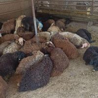 عقیقه وتولد بچه برای گوسفند در پایتخت زنده وسالم|حیوانات مزرعه|تهران, خواجه نصیر طوسی|دیوار