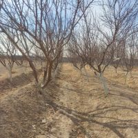 دو-هزارمتر-باغ