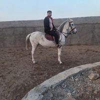 چند راس اسب|اسب و تجهیزات اسب‌سواری|تهران, آبشار|دیوار