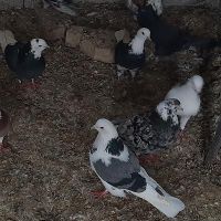 کبوتر|پرنده|ماکو, |دیوار