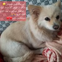 سگ گمشده|سگ|تهران, المهدی|دیوار