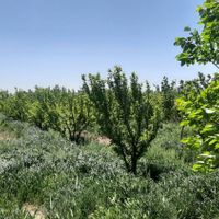 باغ میوه نزدیک کوه|فروش دفتر صنعتی، کشاورزی، تجاری|تهران, ابراهیم‌آباد|دیوار