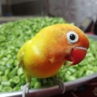 طوطی برزیلی نر|پرنده|شاهرود, |دیوار