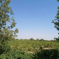 باغ-4-هکتاری-با-سند-تک-برگ-و-امکانات-کامل