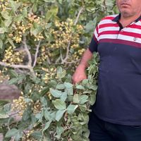 فروش نهال گردو ژنوتیپ آرال باگیرایی بالا|خدمات باغبانی و درختکاری|ایلام, |دیوار