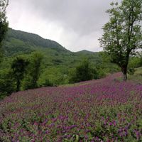گل گاو زبان اشکور|خوردنی و آشامیدنی|لنگرود, |دیوار