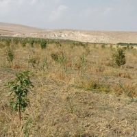 فروش-باغ-شلیل-و-هلو-و-آلبالو