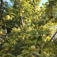 باغ-سند-دار-متری-4500