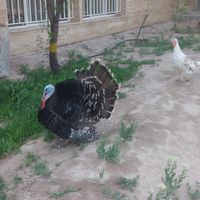 بوقلمون کرچ جوجه بزرگ کن|حیوانات مزرعه|تبریز, |دیوار