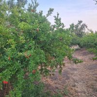 باغ-توریستی-انارو-چاغاله-بادام-وزردالو
