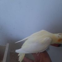 جوجه عروس هلندی ۴۰ روزه سرلاکی|پرنده|خوی, |دیوار