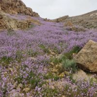 فروش-زمین-کشاورزی