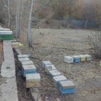 باغ-زمین-1160-متر-در-کرمجگان