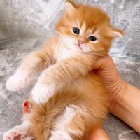 پرشین/برتیش/اسکاتیش|گربه|اصفهان, عسگریه|دیوار