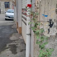 2-قطعه-زمین-نسقی-بنجاق-دار-ولکس
