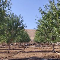 زمین-و-باغ-بر-جاده-اصلی-سراب-نیلوفر-قبل-از-پل-بزرگ