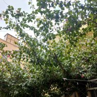 سوئیت-ویلایی-نزدیک-حرم-مطهر