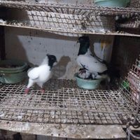 کبوتر پرستویی|پرنده|بندر ترکمن, |دیوار