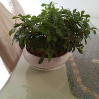 گل بنسای|گل و گیاه طبیعی|تهران, باغ فیض|دیوار