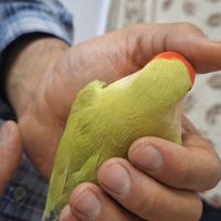 طوطی برزیلی چلوندنی مولد|پرنده|تهران, مبارک‌آباد بهشتی|دیوار