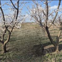 باغ-1200متری-روستای-کزبر
