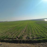 فروش-زمین-کشاورزی