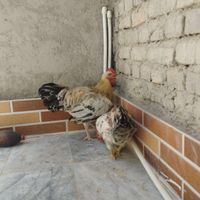 ماکیان خروس|پرنده|سراوان, |دیوار