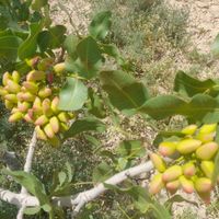 درخت کاری و پیوند پسته|خدمات باغبانی و درختکاری|اصفهان, آبشار|دیوار