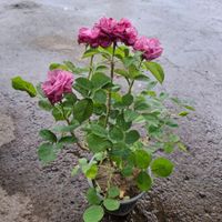 گل اپارتمانی و گلدار|گل و گیاه طبیعی|لوندویل, |دیوار