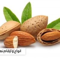 خرید مستقیم نهال از تولیدکننده، بدون واسطه|خدمات باغبانی و درختکاری|ارجمند, |دیوار