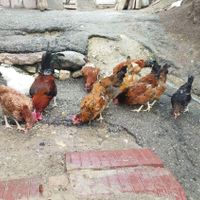مرغ فریح،خروس لاری|حیوانات مزرعه|تبریز, |دیوار