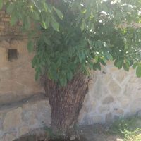 پیش-فروش-مسکنمهر-گلبهار