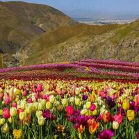 فروش-باغ-1000-متری-با-انواع-درختان-میوه