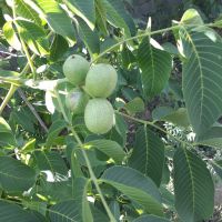 باغ-ویلا-آشتیان