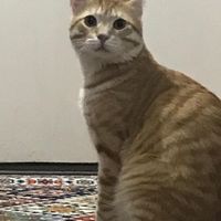 گربه نژاد dsh یک ساله|گربه|آمل, |دیوار