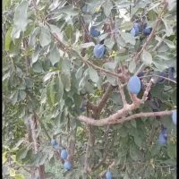 باغ-فوری-فروشی