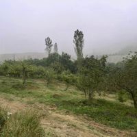 کوه بهرستاق نوسر زمین باغی متری ۲میلیون|فروش دفتر صنعتی، کشاورزی، تجاری|آمل, |دیوار