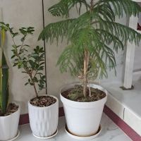 خانه-باغ-نارهه-بنه-کوه