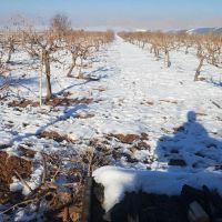 فروش-زمین-واب-کشاورزی-و-باغ-انار-وانگور