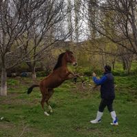 اسب|اسب و تجهیزات اسب‌سواری|اردبیل, |دیوار