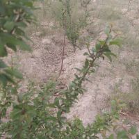 باغچه-203-متر