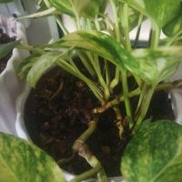 زمین-باغ-شهری-نزدیکترین-باغ-شهری-به-مرکز-شهر