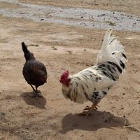 مرغ و خروس گلین|حیوانات مزرعه|قروه, |دیوار