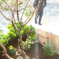 حرس درخت سم پاشی گل گیاه کودگلکاری آپارتمان|خدمات باغبانی و درختکاری|تهران, دروس|دیوار